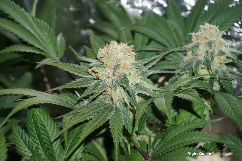 Sleep-well-help-night-queen-cannabis-strain-marihuana-indica-dutchpassion